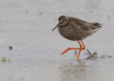 Svartsnppa-Spotted redshank-(Tringa Erythropus)