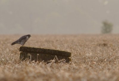 Pilgrimsfalk-Peregrine falcon-(Falco Peregrinus)