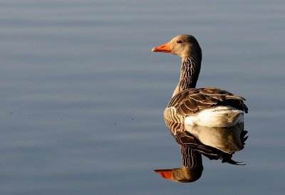 Grågås