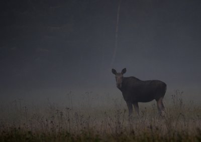 lg-Elk-(Alces Alces)