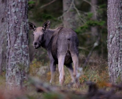 lg-Elk-(Alces Alces)