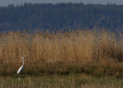 gretthger-Great egret-(Casmerodius Albus)