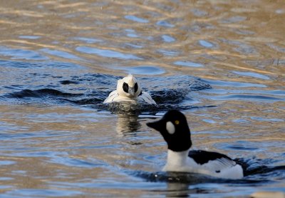 Salskrake-Smew-(Mergus Albellus)