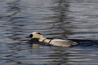 Salskrake-Smew-(Mergus Albellus)