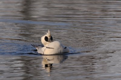 Salskrake-Smew-(Mergus Albellus)