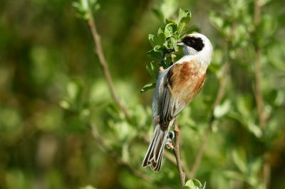 Pungmes-Eurasian penduline tit-(Remiz Pendulinus)
