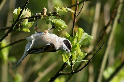 Pungmes-Eurasian penduline tit-(Remiz Pendulinus)
