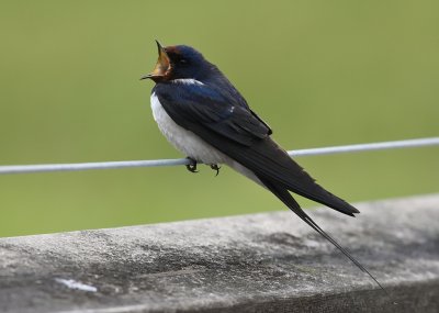 Ladusvala-Barn swallow-(Hirundo Rustica)