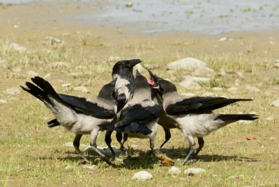 Krka-Hooded crow-(Corvus Cornix)