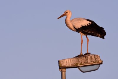 Vit stork-White stork-(Ciconia Ciconia)