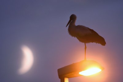 Vit stork-White stork-(Ciconia Ciconia)