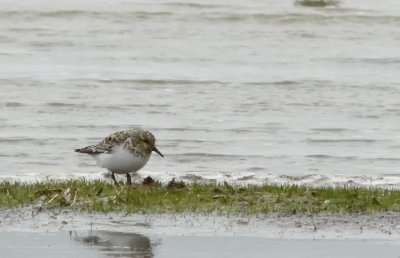 Sandlpare-Sanderling-(Calidris Alba)
