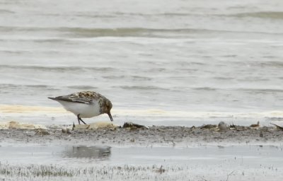 Sandlpare-Sanderling-(Calidris Alba)
