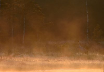 Trana-Common crane-(Grus Grus)