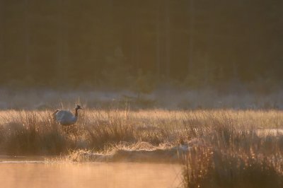 Trana-Common crane-(Grus Grus)