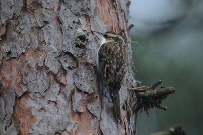 Trdkrypare-Eurasian treecreeper-(Certhia Familiaris)