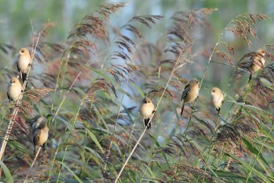 Skggmes-Bearded reedling-(Panurus Biarmicus)