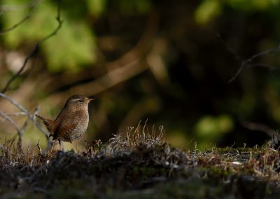 Grdsmyg-Winter wren-(Troglodytes troglodytes)