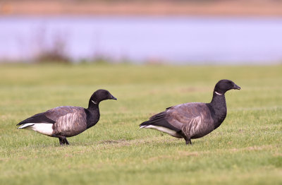Prutgs-Brent goose-(Branta Bernicla)
