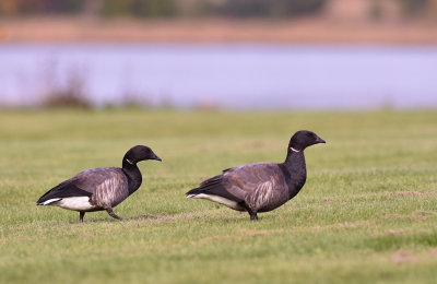 Prutgs-Brent goose-(Branta Bernicla)