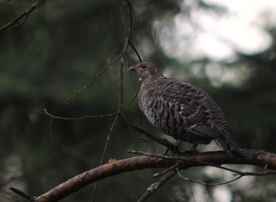 Orre-Black grouse-(Tetrao Tetrix)