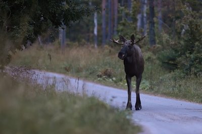 lg-Elk-(Alces Alces)