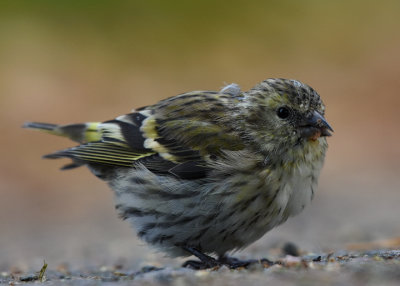 Grnsiska-Euroasian siskin-(Carduelis Spinus)