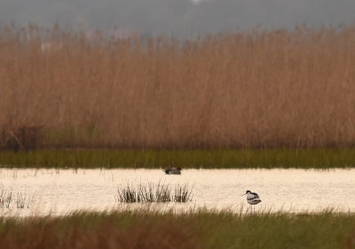 Skrflcka-Pied avocet-(Recurvirostra Avosetta)