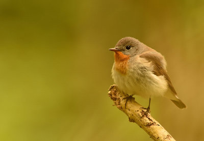 Mindre flugsnappare-Redbreasted flycatcher-(Ficedula Parva)