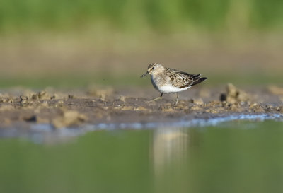 Mosnppa-Temmincks stint-(Calidris Temminckii)