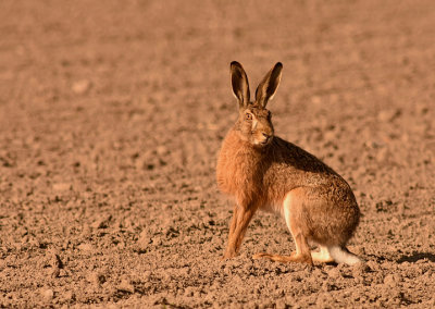 Flthare-Hare-(Lepus Europaeus)