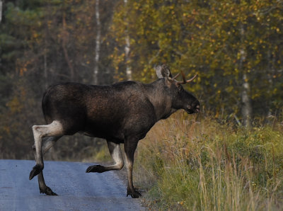 lg-Elk-(Alces Alces)