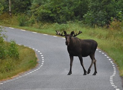 lg-Elk-(Alces Alces)