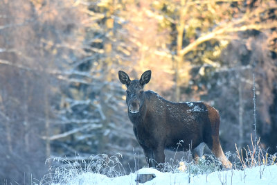 lg-Elk-(Alces Alces)