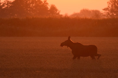 lg-Elk-(Alces Alces)