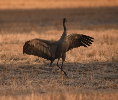 Trana-Common crane-(Grus Grus)