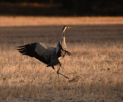 Trana-Common crane-(Grus Grus)
