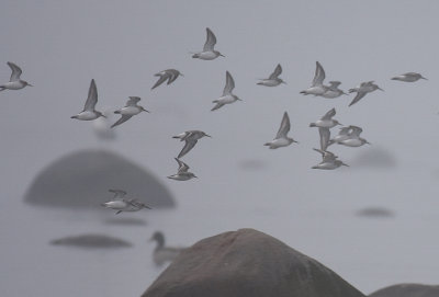 Rdhalsad snppa-Rednecked stint-(Calidris Ruficollis)