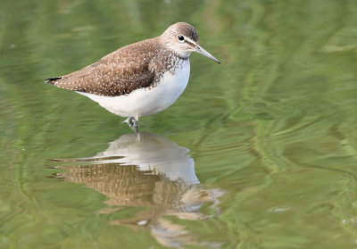 Skogssnppa-Green sandpiper-(Tringa Ochropus)