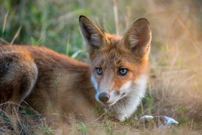 Young Fox