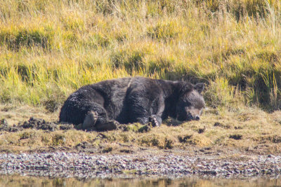 Wyoming 2012-4350.jpg
