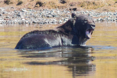 Wyoming 2012-4507.jpg