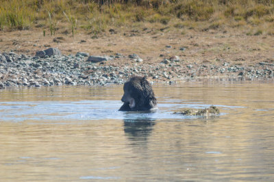 Wyoming 2012-4673.jpg