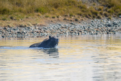 Wyoming 2012-4682.jpg