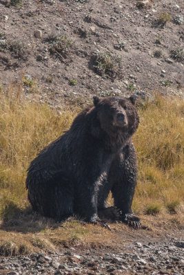 Yellowstone 2012