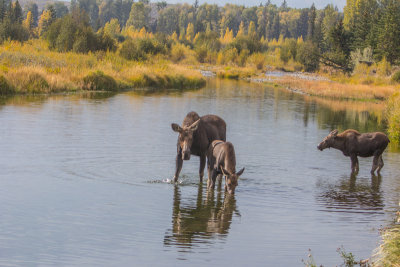 Wyoming 2012-4833.jpg