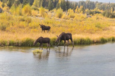 Wyoming 2012-4952.jpg
