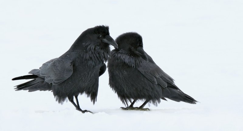 Tendresse