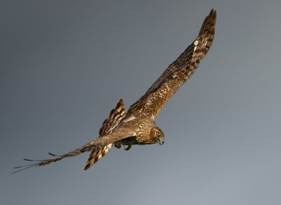 g9/90/993290/3/163718190.jfXLT9Dp.jpg