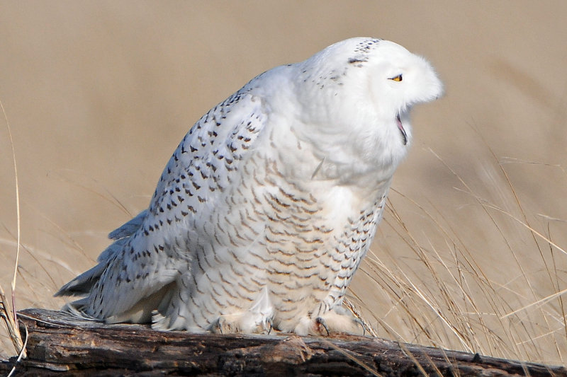 Snowy Owl
